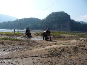 Sútok riek Nam Ou a Mekong - Drezúra slonov