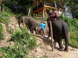 Sútok riek Nam Ou a Mekong - Drezúra slonov