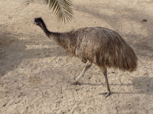 Al Areen - Emu