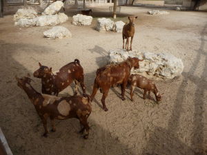 Al Areen - Ďalšie kozy