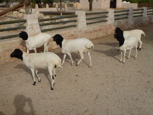 Al Areen - Ďalšie kozy