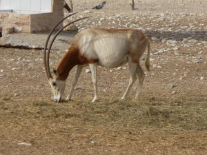 Al Areen - Arabský oryx