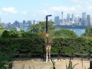 Žirafy si užívajú jeden z najlepších výhľadov na Sydney vôbec