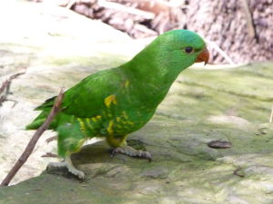 Z Austrálie pochádza mnoho druhov papagájov