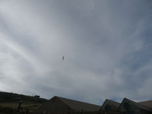 Albatros prilieta z lovu