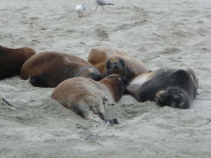 Uškatce odpočívajú na pláži