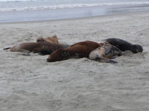 Uškatce odpočívajú na pláži