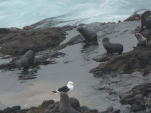 Tulene sa hrajú na skalách