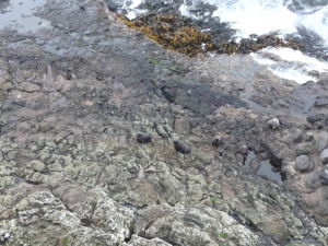 Tulene odpočívajú na skalách