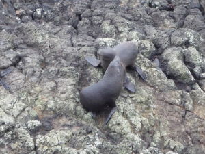 Tulene sa hrajú na skalách