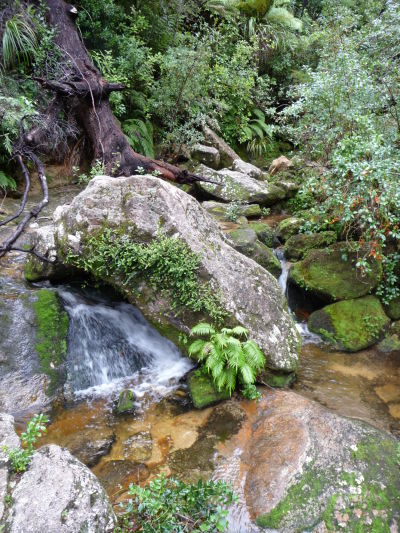 Abel Tasman NP - Bujná vegetácia v parku zahŕňa i typické novozélandské paparade