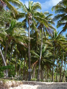Kokosová pláž na Tavewe - Pozor na padajúce kokosové orechy!
