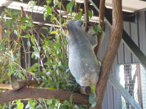 Rezervácia Lone Pine - Koala