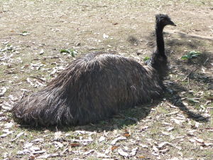 Rezervácia Lone Pine - Pštros emu