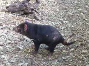 Rezervácia Lone Pine - Tasmánsky diabol - bolo ťažké urobiť ostrú fotku, ide o veľmi neposedné zvieratko