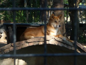Rezervácia Lone Pine - Pes dingo