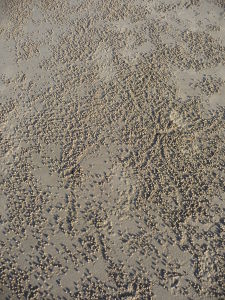 Sunshine Coast - Malé pieskové guličky vytvárajú maličké kraby