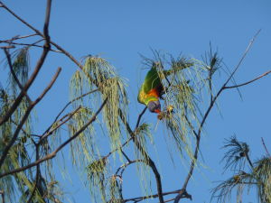 Sunshine Coast - Papagáj lori
