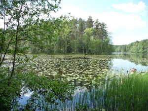 Jedno z jazier v parku Nuuksio