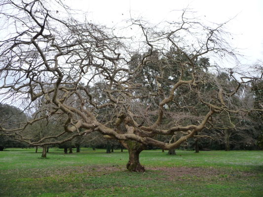 Strom v botanickej záhrade kráľovského paláca Reggia di Caserta