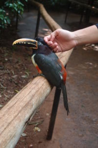 Menší ale o to priateľskejší druh tukana - aracari