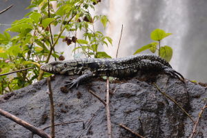 Iguazú - les je plný zvieratok