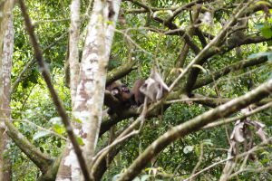 Opičky v Iguazú