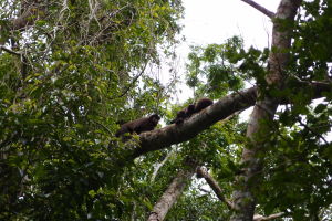 Opičky v Iguazú