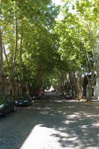 Ulice Colonie lemované stromami