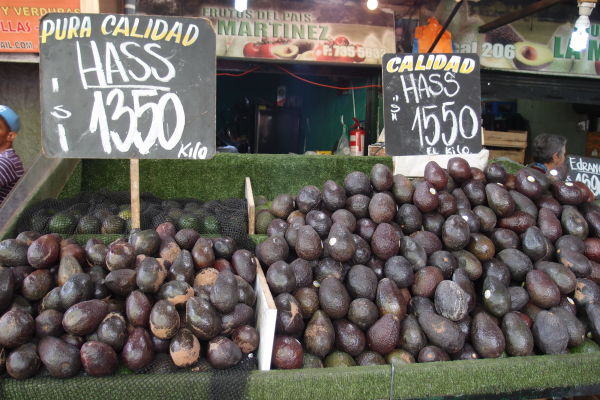 Avokádo v La Vega - najväčšej mestskej tržnici v Santiagu de Chile