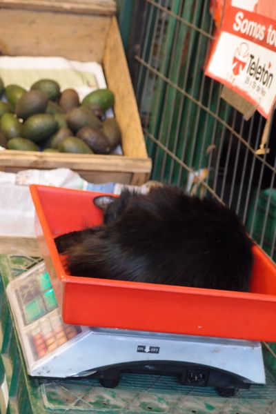 La Vega - najväčšia mestská tržnica v Santiagu de Chile - predavajú tu aj mačky na váhu