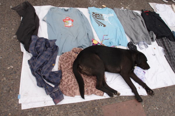 V okolí La Vegy predávajú aj pouliční predajcovia - chcete tričko alebo psa?