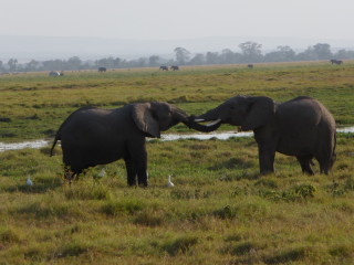 Slony v parku Amboseli