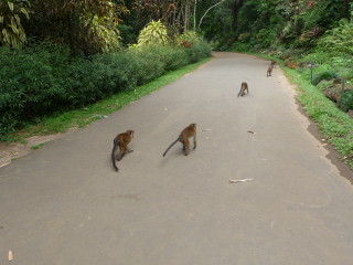 Opice v Kráľovskej botanickej záhrade