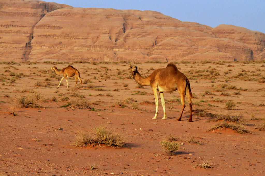 Ťavy v púšti Wádí Ram