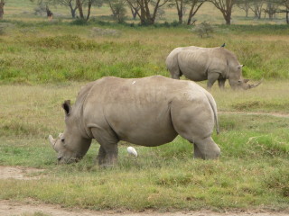 Biele nosorožce v parku Nakuru