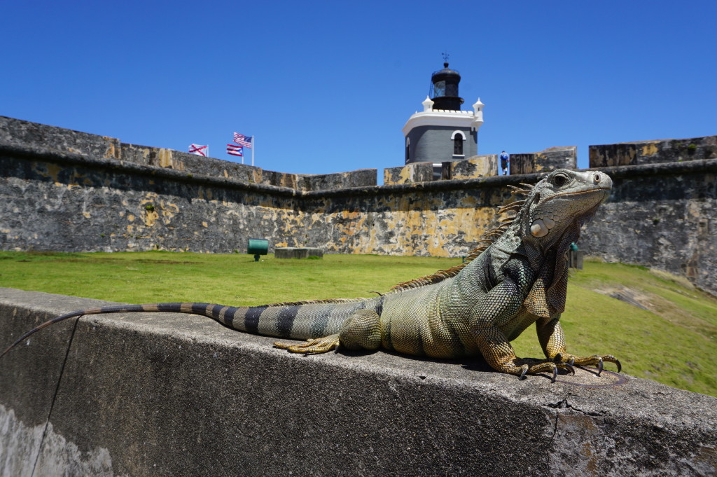 Leguán sa vyhrieva v pevnosti San Felipe del Morro