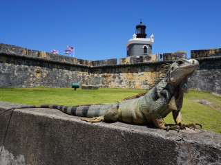 Leguán sa vyhrieva v pevnosti San Felipe del Morro