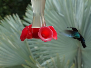 Kolibrík v botanickej záhrade Jardin de Balata na Martiniku