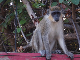 Opica v Bridgetowne
