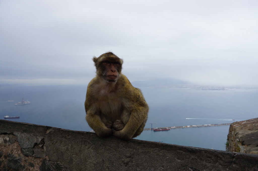 Makak v prírodnej rezervácii Upper Rock na Gibraltáre